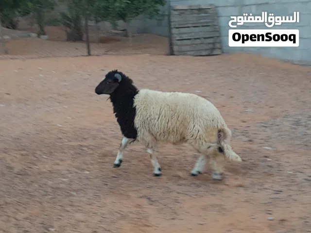خروف وطني الله يبارك سليم من العيوب عمره 7شهور..