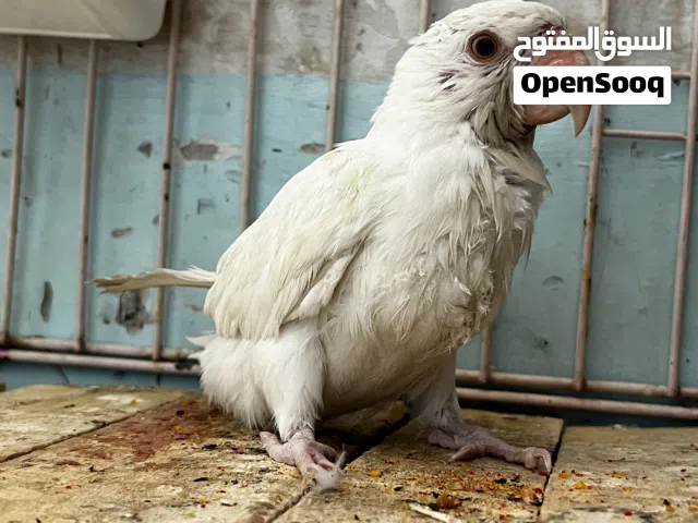 درة هندية بيضاء نقي أصلية لون العين حمراء