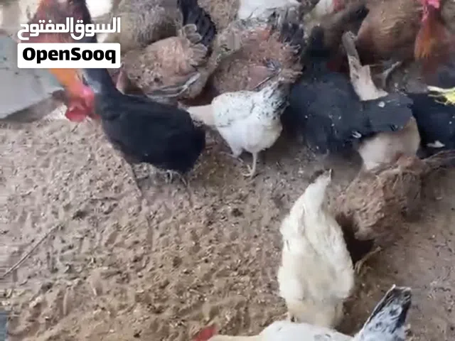 عينك ع الوصف مهم مهم جدا رقم تواصل ف الوصف