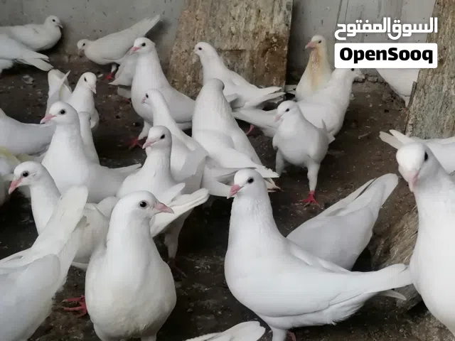حمام لآحم الفرنسي للبيع تابع الوصف مهم