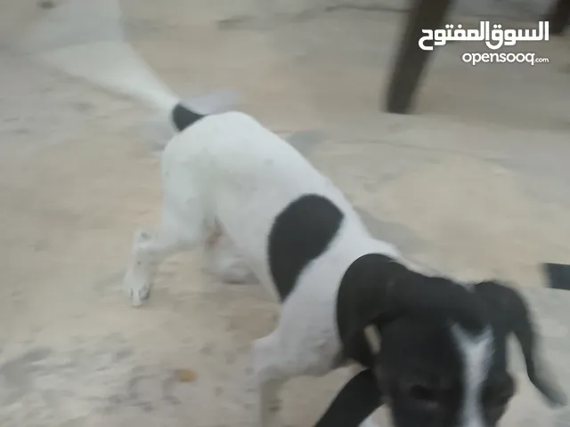 كلبه بونتر صيد للبدل