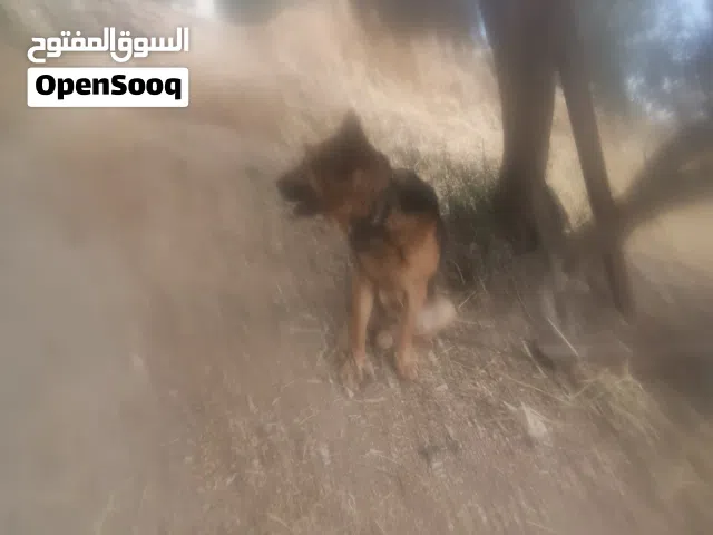 كلب جيرمين