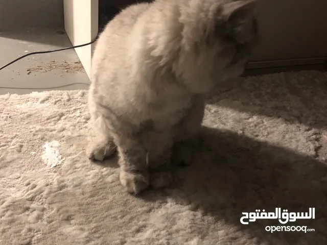 Ragdoll male cat