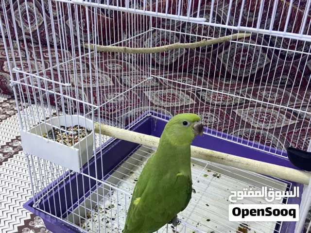بغبغاء در هندي للبيع  اقرا الوصف
