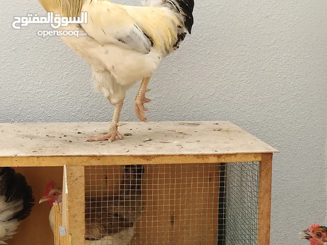 ديك فرنسي حجم ومستوى طيب