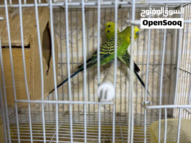للبيع كامل