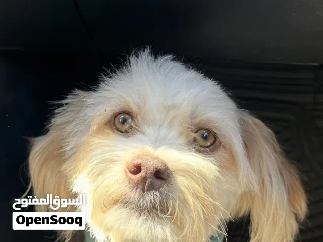 كلب شيتزو للبيع عمان الرابيه