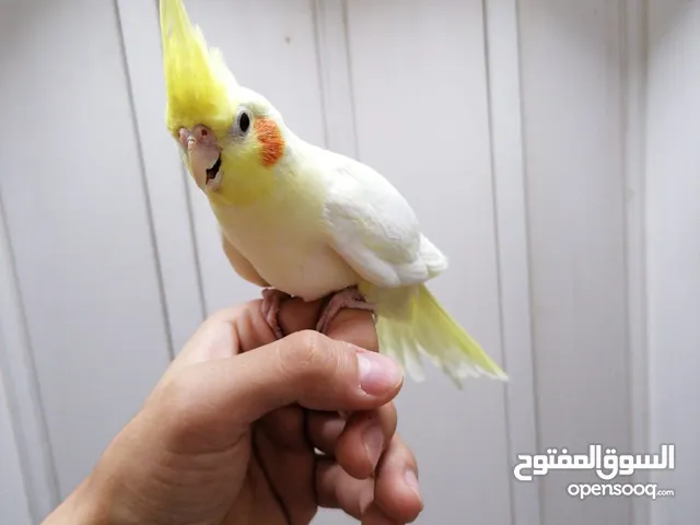 كوكتيل اليفات لاتينو عين حمراء