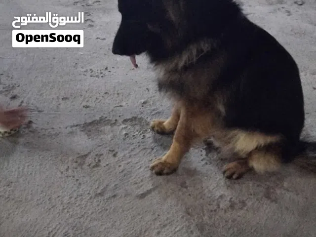 كلب جيرمن مدرب اسسيات