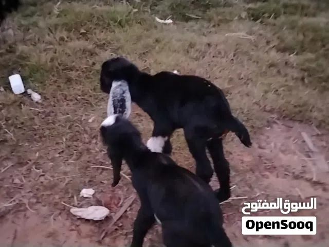 عنز تومية تحتها زوز جديان ذكور ضرعها رطب حليب ربي يبارك سنها أول جمع الفر موضح في الصور المكان صبرات