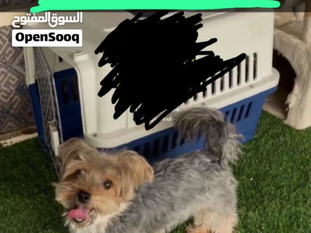 كلبه يوركشاير