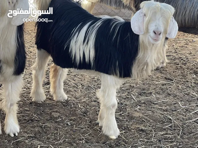 للبيع حلال رحبي صنف فاخر