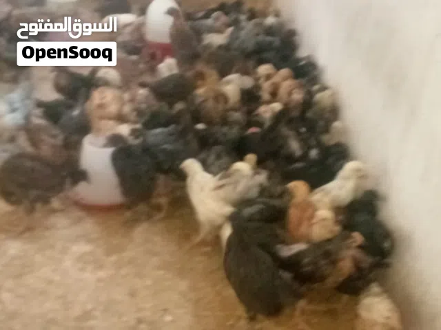 صيصان بلدي ..80قرش اقرا النص عمان جاوا