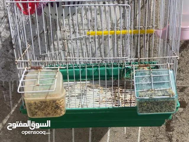 فحل كنار مشمشي تغريد نار للبيع او للبدل