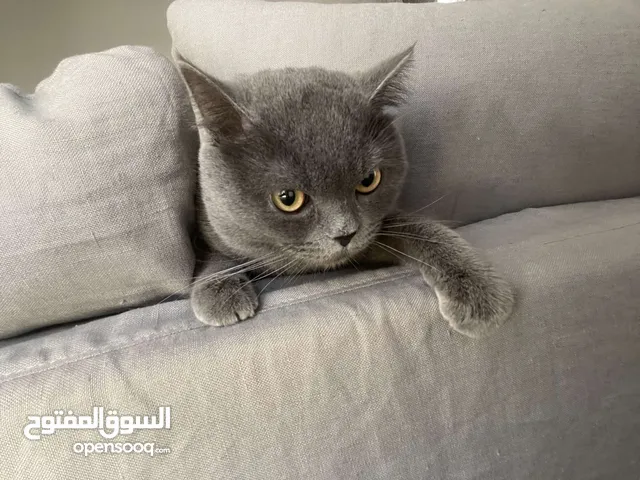 قطط شانشيلا للبيع او التبني في أبو ظبي : افضل سعر
