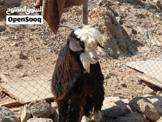 عتود للبيع او البدل بتيس لون وشكل غير