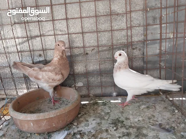 حمام مشكل سعر حرق