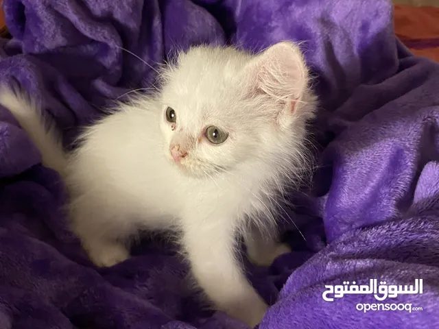 Himalayan cats 2 boys 2 girls