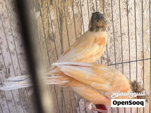 ثلث مخاليف كنار