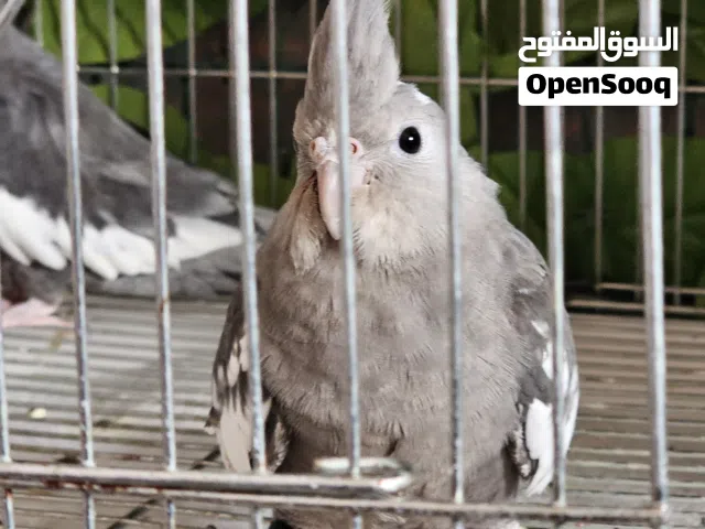 جوز كوكتيل بالصلاة على النبي شغال وصحتهم مية المية موجود رام الله المعني حياه الله