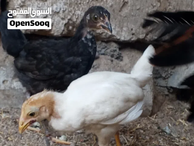 كتاكيت العمره شهرين ونص