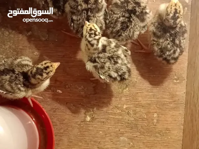 متوفر صيصان حبش وصيصان براهما وصوص بلدي وديك براهمي