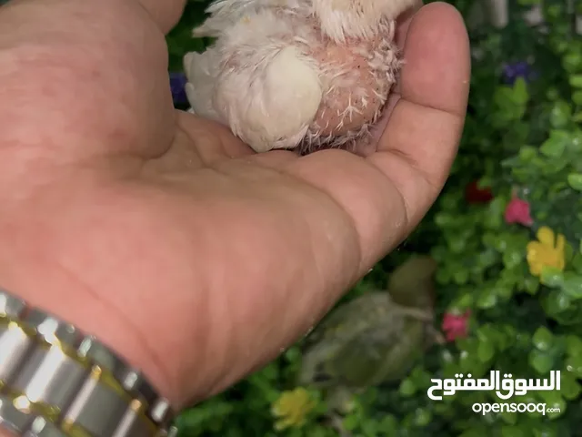 طيور اليفه (لوفبيرد ، متو ، كنيور )