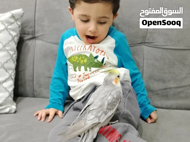 ببغاء كوكتيل اليف ويصلح للأطفال