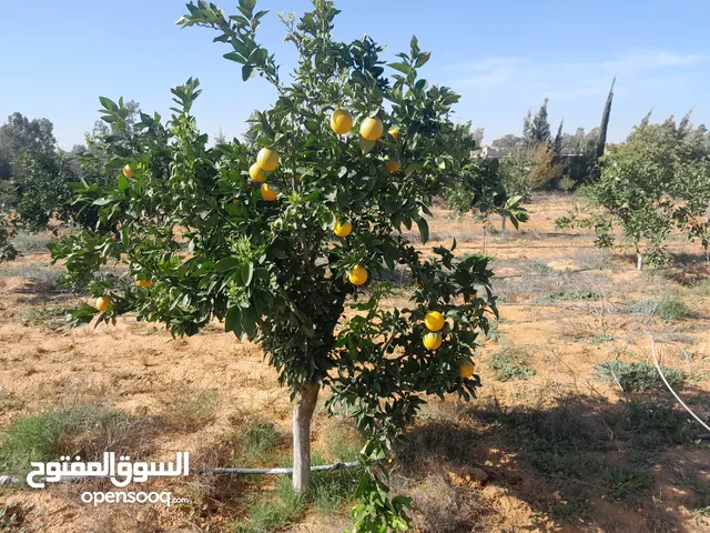 Farm Land for Sale in Tripoli Wadi Al-Rabi