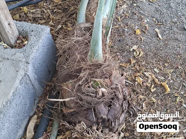 فسائل متنوعه للبيع ملاحظه يرجى تواصل على رقم الهاتف