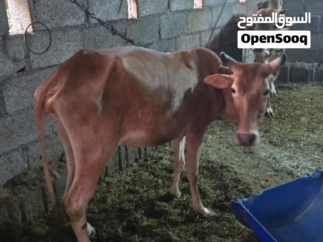 بقرة للبيع
