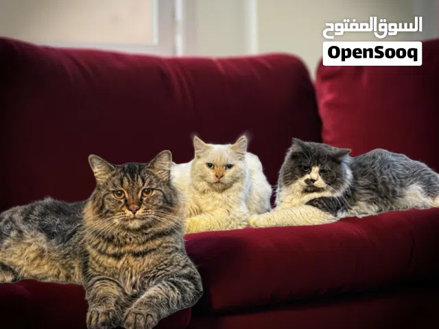 Free adoption