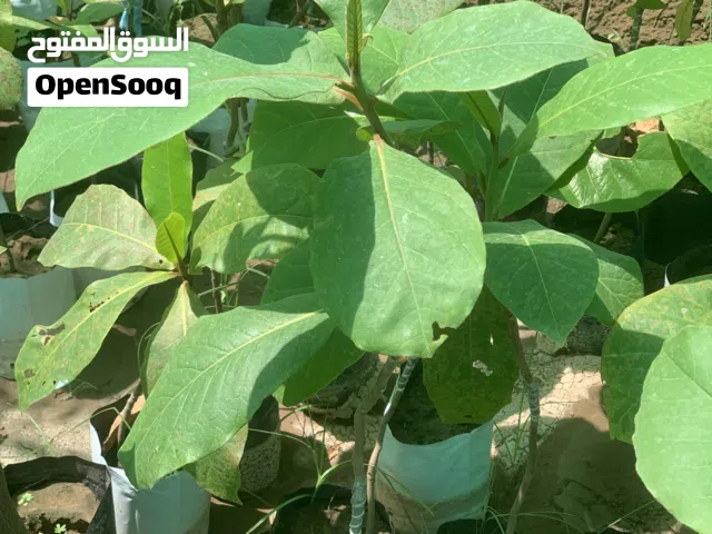 متوفر شتلات البيذام الأصفر والأحمر التايلندي  تركيب مثمر طول السنه شتلات طيبه والحمدلله سعر الشتلة 5