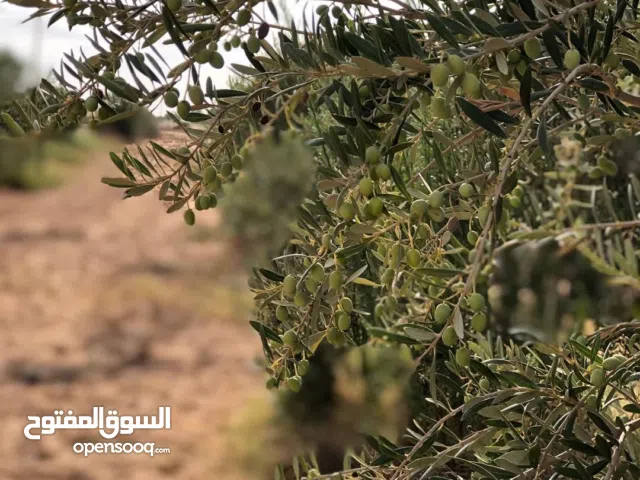 للبيع مزرعه جاهزه وموقع مميز بالعجيلات