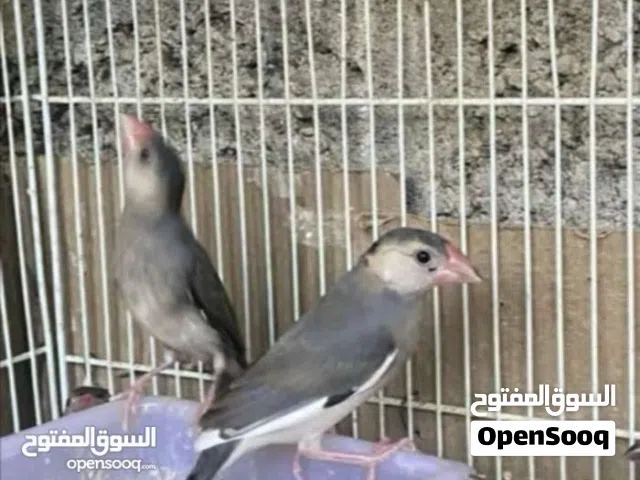طيور للبيع