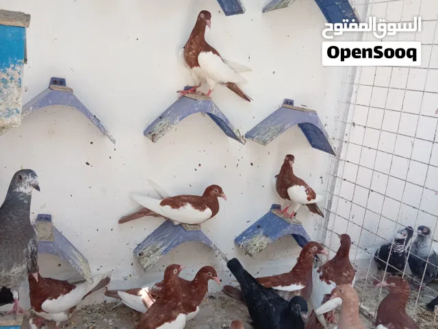 افراخ علا 3 دنانير  25 فرخ