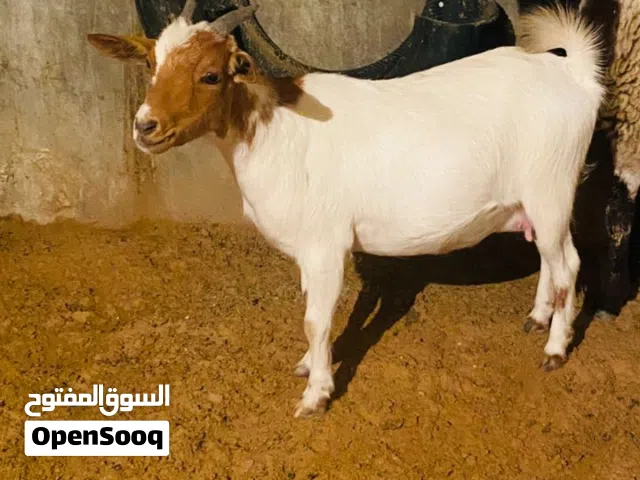 عنز كردية ربي يبارك سنها مبدلتش علي ميلاد للبيع الهاتف