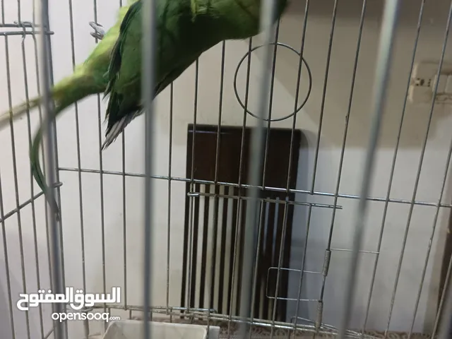 طائر دره للبيع