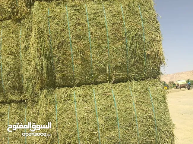 برسيم حجازي مصري برسيم حجازي بنسبة بروتين من 18 : 20 % ونسبة الرطوبة من 10 : 15 % وخالي من الحشائش.