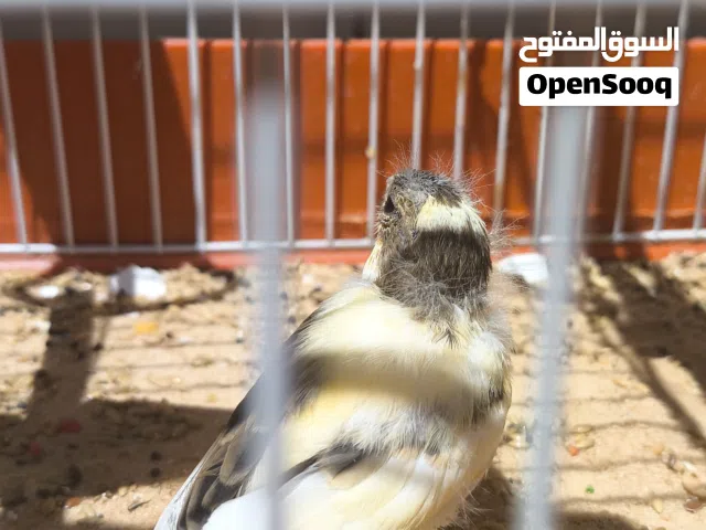 انتاية كناري تحتها زوز فروخ ماشاء الله