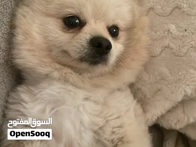 كلب  اليف يتعود عليك بسهوله عمره سنتين و نص