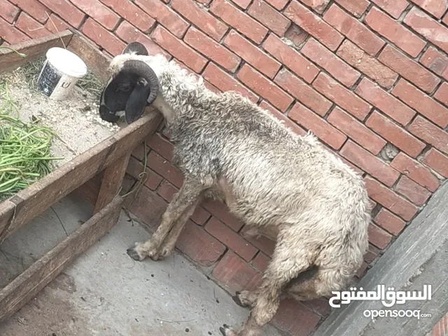 بسم الله الرحمن الرحيم الثلاثاء1/7/2025 متاح دكرخشن خروف أوسيمي القرن المفتوح والطرف الخفيف والظهر