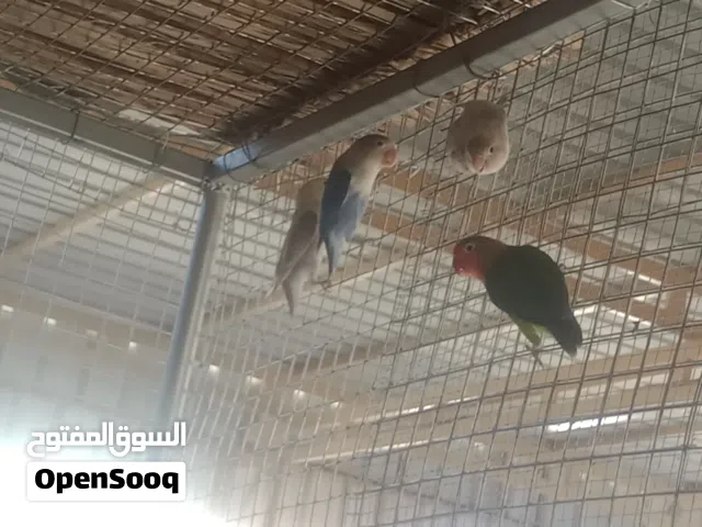 للبيع مجموعة طيور مختلفة واعمار مختلفه