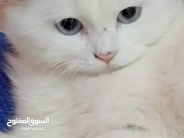 قط شيرازي ذكر مدرب وماينفلش شعر يقضي حاجته بمكانها الخاص ولا يمد يده علا اي طعام ب15 الف ريال يمنييي