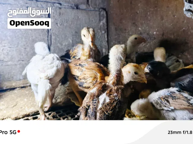 صوص بكستاني للبيع