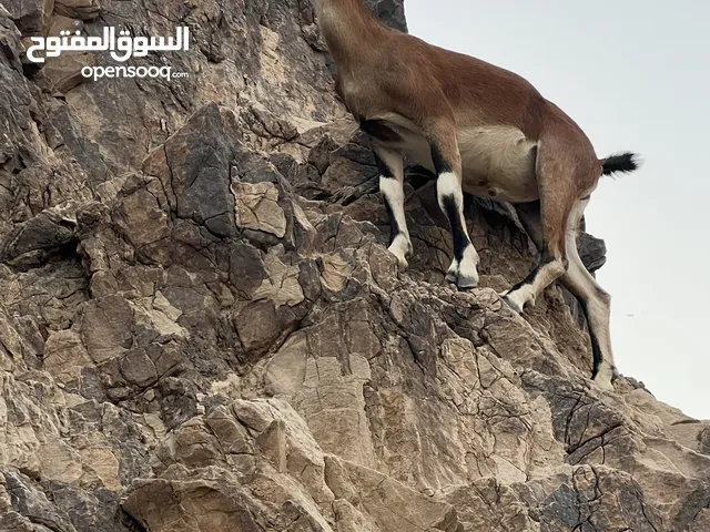 فحل تهجين وعل نوبي عربي