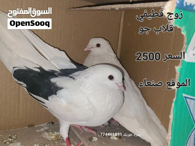 حمام عرطة للراغبين ، حمام قلاب قطيفي .