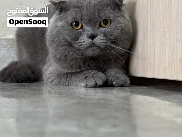 متوفر مجموعة قطط للبيع جولد.. وسكوتش ذكو واناث