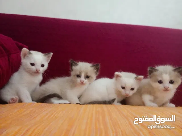 احجز قطط راغدول رائعة الآن!