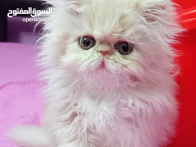 قط بيرشن زورار اب مسجل عمر شهرين اكسترا لونج هير مستوي عالمي كريمي اطراف قصيره متطعم
